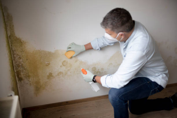 Best Environmental Consulting for Mold Prevention  in Rockwall, TX